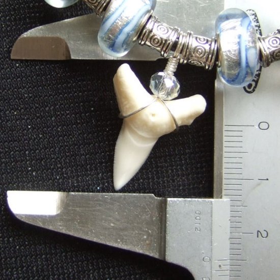 【表示現品】2.5cm 大型オオメジロザメの歯ペンダント - 20832zhb