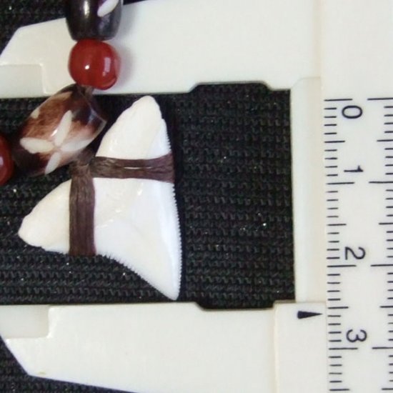 【表示現品】サメの歯ネックレス（大型オオメジロザメ上あご 2.5cm） - 20859zhb