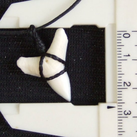 【表示現品】オオメジロザメの歯コードネックレス（下あごの歯・大） - 20868zhb