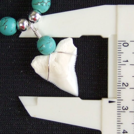 2.5cm メジロザメの歯ネックレス（上あごの歯） - 20870zhb