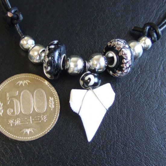 【表示現品】サメの歯ネックレス（オオメジロザメの歯） - 20927zhb