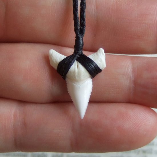 【表示現品】本物のサメの歯（ブル・シャーク）ネックレス - 20987zhb