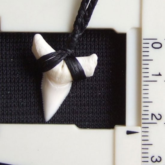 【表示現品】本物のサメの歯（ブル・シャーク）ネックレス - 20987zhb