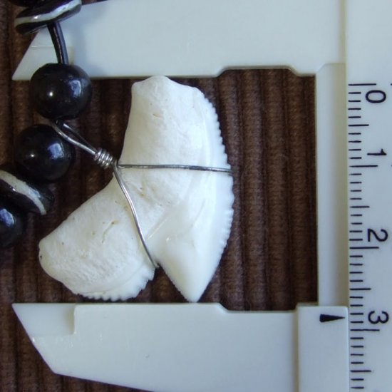 【レアもの現品】」イタチザメ（タイガーシャーク）の歯ペンダント 2.8 cm - 21107zhb