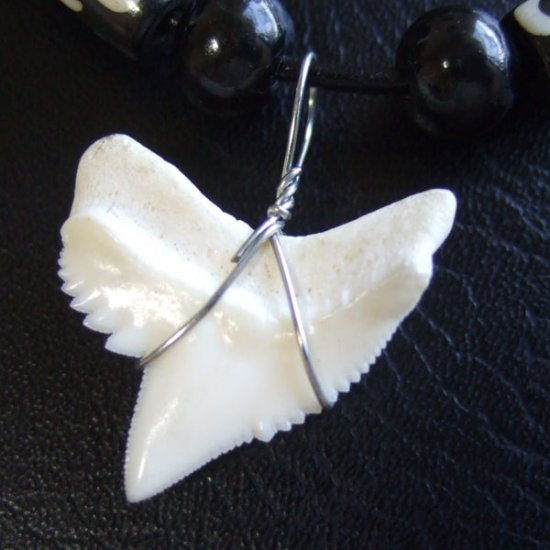 【表示現品】2.4cm 本物のイタチザメ サメの歯ビーズネックレス - 21113zhb