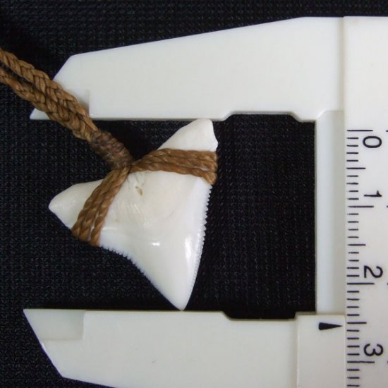 【表示現品】2.5.cm 大型オオメジロザメの歯ペンダント - 21180zhb