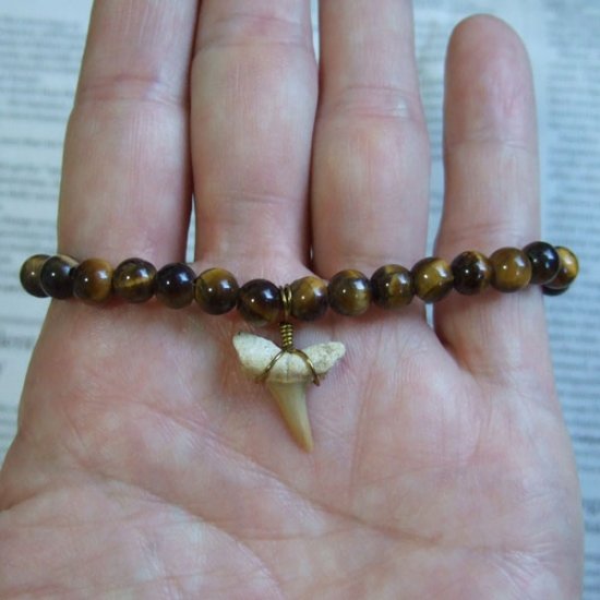 【表示現品】シロワニの仲間の歯の化石　タイガーアイビーズブレスレット - 30296zhb