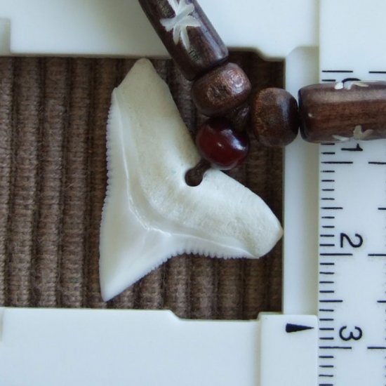 【現品】本物のサメの歯（ブル・シャーク）ネックレス - b20557zhb