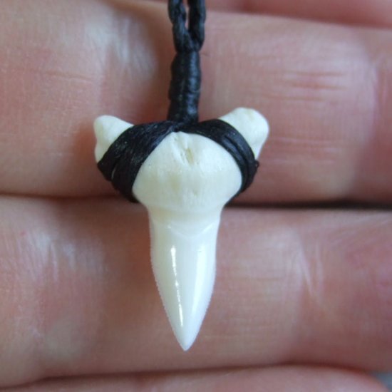 【表示現品】本物のサメの歯（ブル・シャーク）ネックレス - BLN-12031
