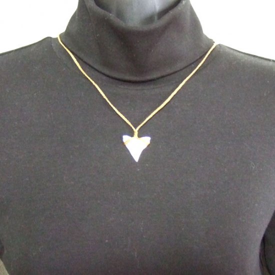 【表示現品】2.5.cm 大型オオメジロザメの歯ペンダント - BLN-12041