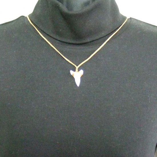 【表示現品】2.5.cm 大型オオメジロザメの歯ペンダント - BLN-12046