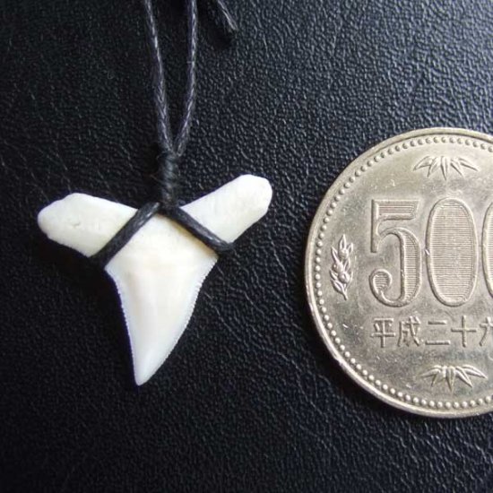 【表示現品】1.9.cm オオメジロザメの歯シンプルペンダント - BLN-12065