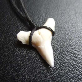【表示現品】1.9.cm オオメジロザメの歯シンプルペンダント - BLN-12066  【表示現品】1.9.cm オオメジロザメの歯シンプルペンダント - BLN-12066