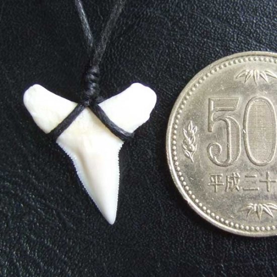 【表示現品】1.9.cm オオメジロザメの歯シンプルペンダント - BLN-12066