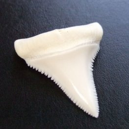 【現品】サメの歯 ホホジロザメ（ホオジロザメ）の歯 3.7cm -gw0100
