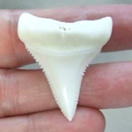 【現品】サメの歯 ホホジロザメ（ホオジロザメ）の歯 3.7cm -gw0100