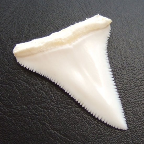 【訳あり現品】サメの歯 ホホジロザメ（ホオジロザメ）の歯 上あご 4.8cm - gw0108