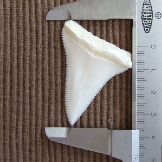 【訳あり現品】サメの歯 ホホジロザメ（ホオジロザメ）の歯 上あご 4.8cm - gw0108