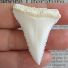 【訳あり現品】サメの歯 ホホジロザメ（ホオジロザメ）の歯 上あご 4.8cm - gw0108