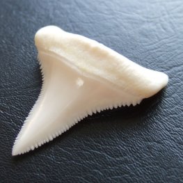 【現品】サメの歯 ホホジロザメ（ホオジロザメ）の下あごの歯 3.8cm - gw0112