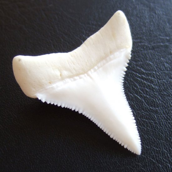 【現品】サメの歯 ホホジロザメ（ホオジロザメ）の下あごの歯 3.8cm - gw0112