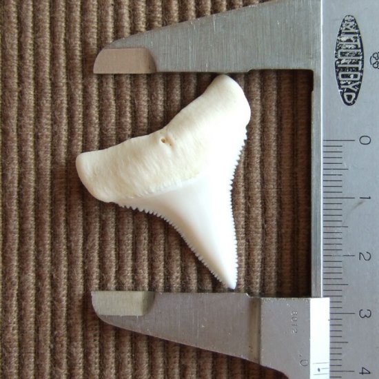 【現品】サメの歯 ホホジロザメ（ホオジロザメ）の下あごの歯 3.8cm - gw0112