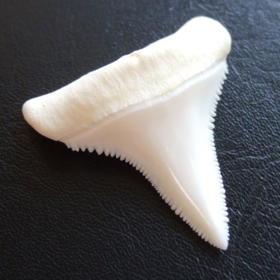 【現品】サメの歯 ホホジロザメ（ホオジロザメ）の下あごの歯 3.8cm - gw0112