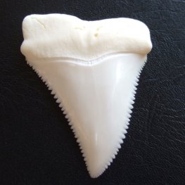 【現品レア】サメの歯 ホホジロザメ（ホオジロザメ）の歯 上あご 4.8cm - gw0113