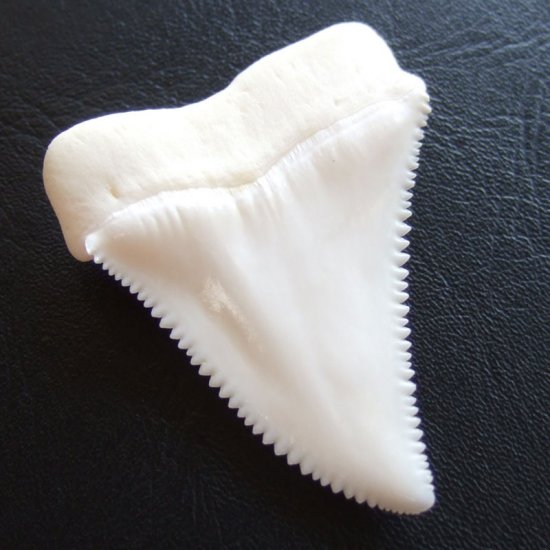 【現品レア】サメの歯 ホホジロザメ（ホオジロザメ）の歯 上あご 4.8cm - gw0113