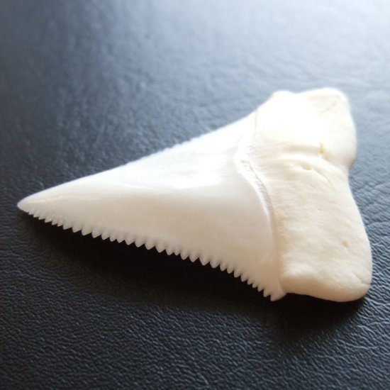 【現品レア】サメの歯 ホホジロザメ（ホオジロザメ）の歯 上あご 4.8cm - gw0113