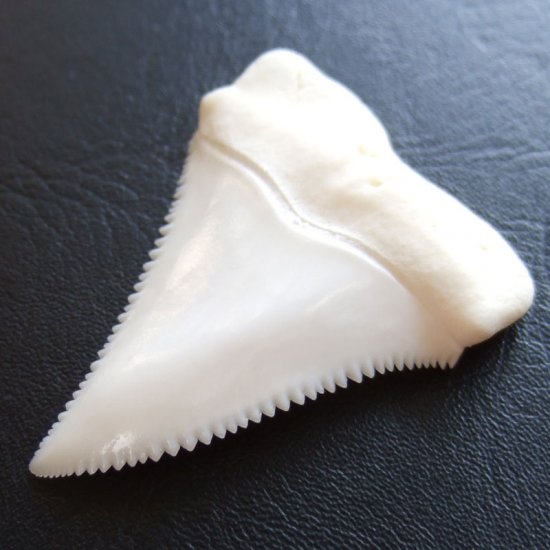 【現品レア】サメの歯 ホホジロザメ（ホオジロザメ）の歯 上あご 4.8cm - gw0113