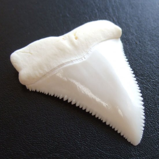 【現品レア】サメの歯 ホホジロザメ（ホオジロザメ）の歯 上あご 4.8cm - gw0113