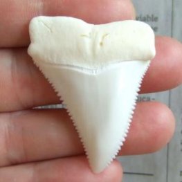 【現品レア】サメの歯 ホホジロザメ（ホオジロザメ）の歯 上あご 4.8cm - gw0113