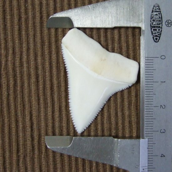 【現品】サメの歯 ホホジロザメ（ホオジロザメ）の上あごの歯 4.4cm - gw0131