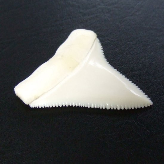 【現品】サメの歯 ホホジロザメ（ホオジロザメ）の上あごの歯 4.4cm - gw0131