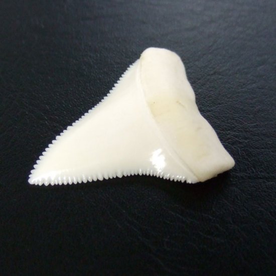 【現品】サメの歯 ホホジロザメ（ホオジロザメ）の上あごの歯 4.4cm - gw0131