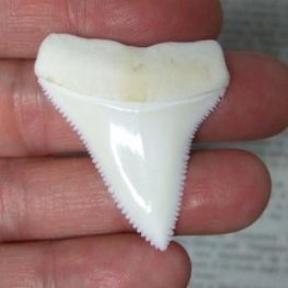 【現品】サメの歯 ホホジロザメ（ホオジロザメ）の上あごの歯 4.4cm - gw0131
