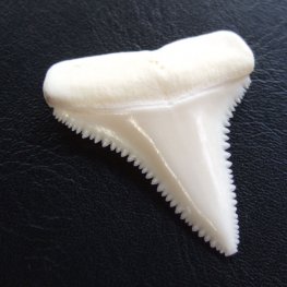 【現品】サメの歯 ホホジロザメ（ホオジロザメ）の歯 3.9cm -gw0169