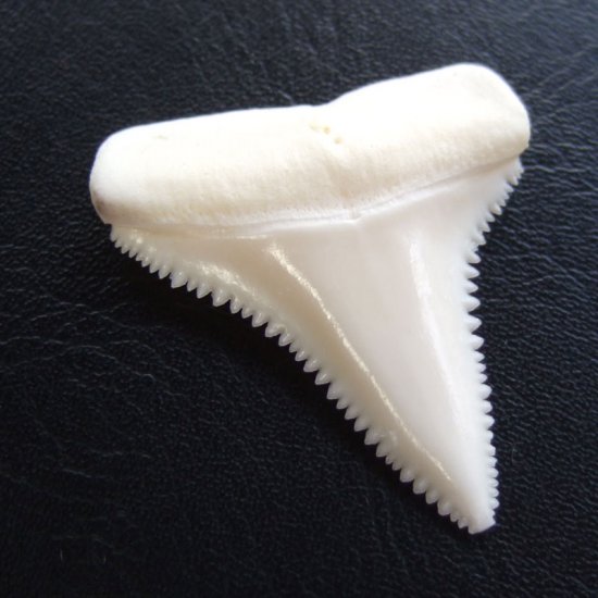 【現品】サメの歯 ホホジロザメ（ホオジロザメ）の歯 3.9cm -gw0169