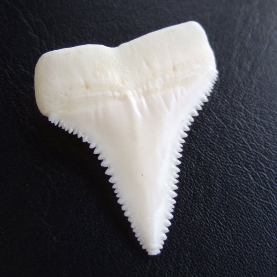 【現品】サメの歯 ホホジロザメ（ホオジロザメ）の歯 3.9cm -gw0169