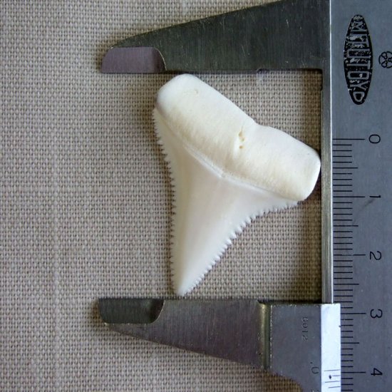 【現品】サメの歯 ホホジロザメ（ホオジロザメ）の歯 3.9cm -gw0169