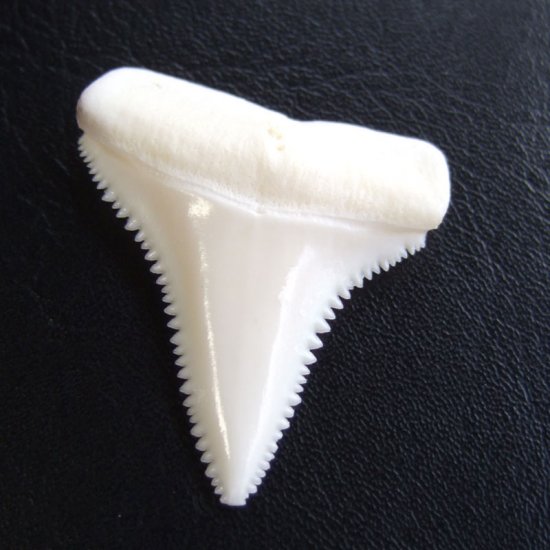 【現品】サメの歯 ホホジロザメ（ホオジロザメ）の歯 3.9cm -gw0169