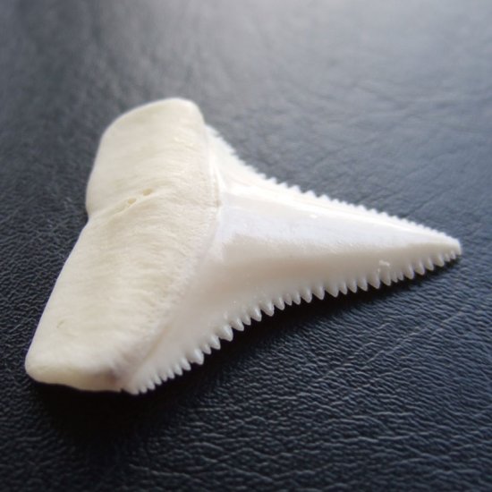 【現品】サメの歯 ホホジロザメ（ホオジロザメ）の歯 3.9cm -gw0169