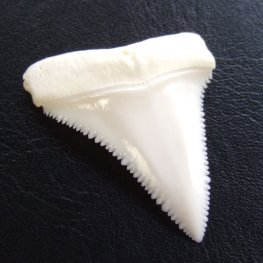 【現品】サメの歯 ホホジロザメ（ホオジロザメ）の上あごの歯 3.9cm -gw0171