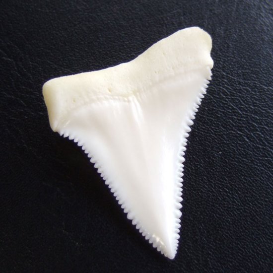 【現品】サメの歯 ホホジロザメ（ホオジロザメ）の上あごの歯 3.9cm -gw0171