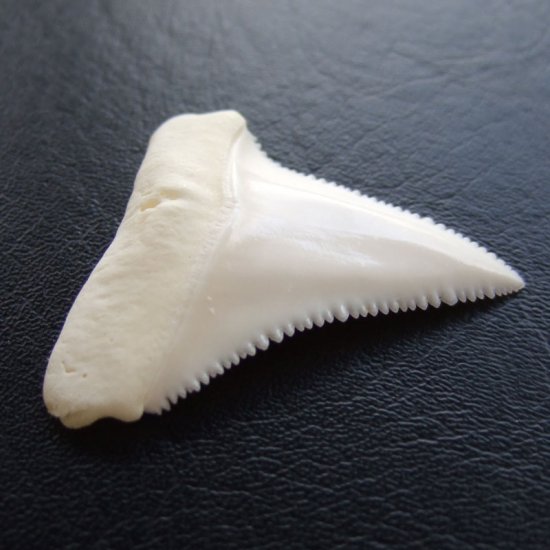 【現品】サメの歯 ホホジロザメ（ホオジロザメ）の上あごの歯 3.9cm -gw0171