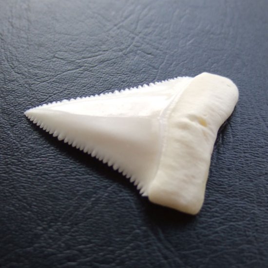 【現品】サメの歯 ホホジロザメ（ホオジロザメ）の上あごの歯 3.9cm -gw0171