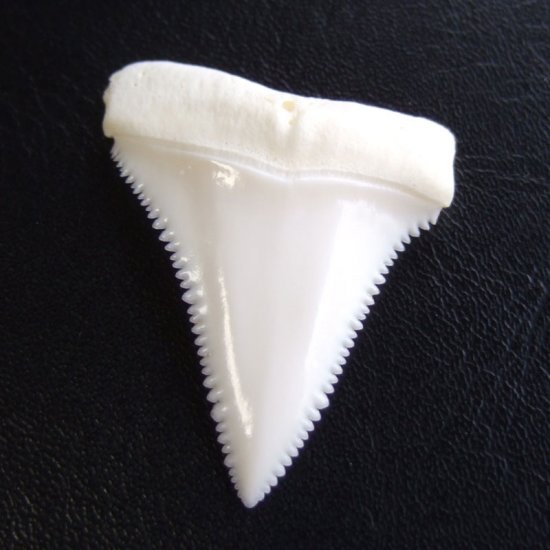 【現品】サメの歯 ホホジロザメ（ホオジロザメ）の上あごの歯 3.9cm -gw0171