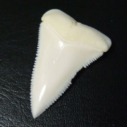 【訳あり現品】サメの歯 ホホジロザメ（ホオジロザメ）の上あごの歯 3.8cm -gw0199