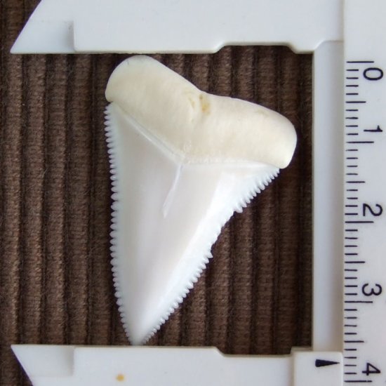 【訳あり現品】サメの歯 ホホジロザメ（ホオジロザメ）の上あごの歯 3.8cm -gw0199